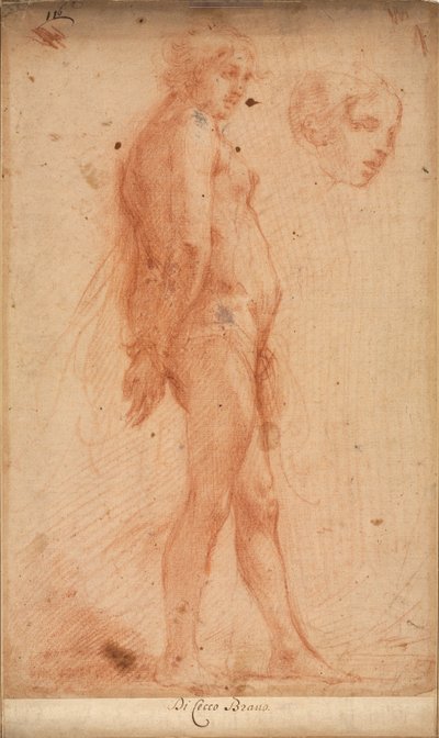 Undersøgelse af en stående mandlig nøgen, med en undersøgelse af hovedet i trekvart profil, ca. 1640. af Cecco Bravo