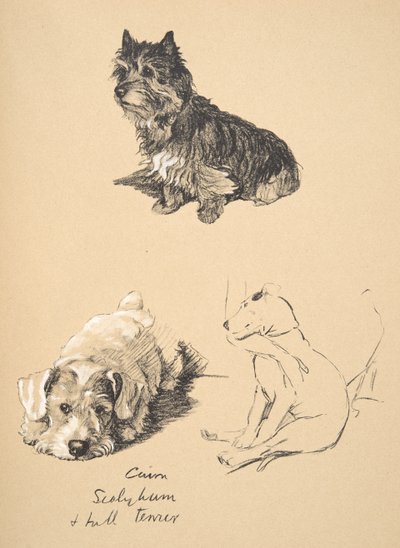 Cairn, Sealyham og Bull Terrier, 1930, Illustrationer fra hans skitsebog brugt til Just Among Friends, Aldin, Cecil Charles Windsor (1870-1935), senere udgivet af Eyre og Spottiswoode Limited, 1934 af Cecil Charles Windsor Aldin