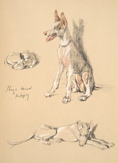 Ibiza Hound Puppy, 1930, Illustrationer fra hans skitsebog brugt til Just Among Friends, Aldin, Cecil Charles Windsor (1870-1935), senere udgivet af Eyre og Spottiswoode Limited, 1934, Chalk and Ch af Cecil Charles Windsor Aldin