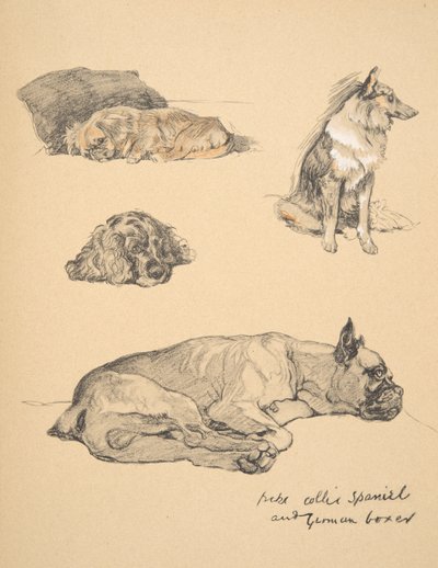Peke, Collie, Spaniel og tysk bokser, 1930, Illustrationer fra hans skitsebog til 