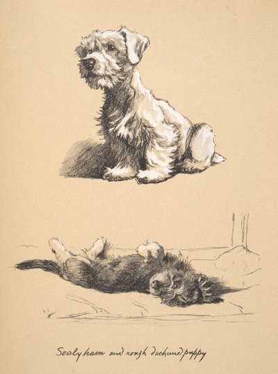 Sealyham and Rough Dachshund Puppy, 1930, Illustrationer fra hans skitsebog brugt til Just Among Friends, senere udgivet af Eyre og Spottiswoode Limited, 1934 (kridt og trækul på papir) af Cecil Charles Windsor Aldin