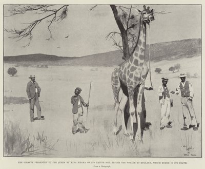 Giraffen præsenteret for dronningen af kong Khama på dens oprindelige jord før rejsen til England, som endte med dens død af Cecil Charles Windsor Aldin