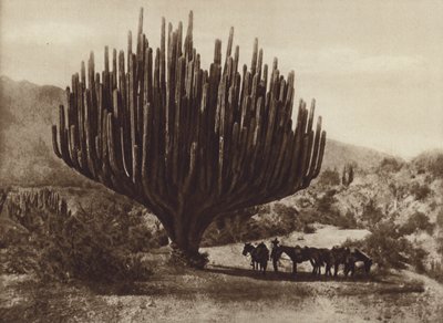 Mexico: Candelero-formet kaktus, Oaxaca (s/h foto) af Cecile Seler-Sachs