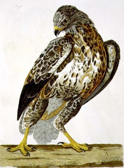 Buzzard (Buteo buteo) pladen fra 