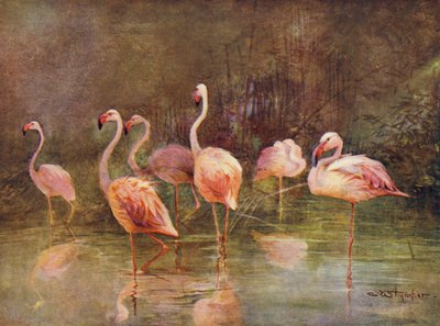 Flamingoer (farve litho) af Charles (after) Whymper