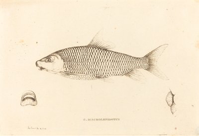 C. Macrolepidotus af Charles Alexandre Lesueur