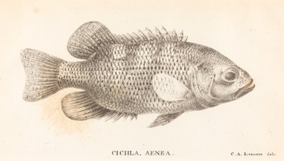 Cichla, Aeneas af Charles Alexandre Lesueur