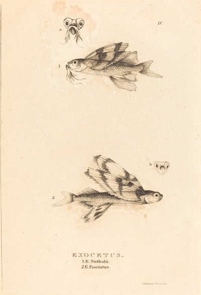 Exocetus af Charles Alexandre Lesueur