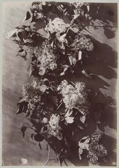 Blomsterstudie med grene af Charles Aubry (manner of)