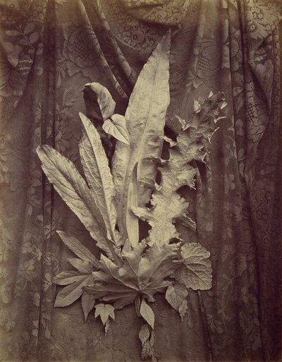 [Studie af blade på en baggrund af blomsterkniplinger], 1864. af Charles Aubry