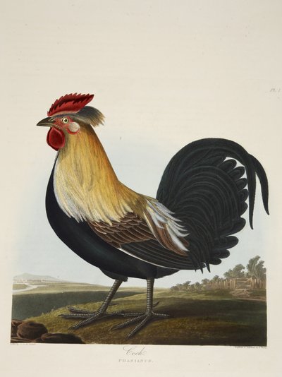 Cock, Phasianus, fra 