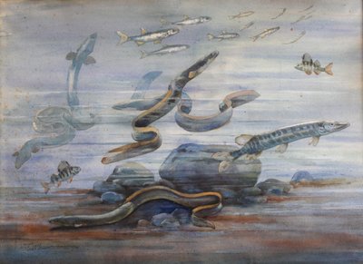 Havfisk, ca. 1907 (akvarel) af Charles Bernier