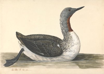 En dykker med rød hals, juni 1742 af Charles Collins