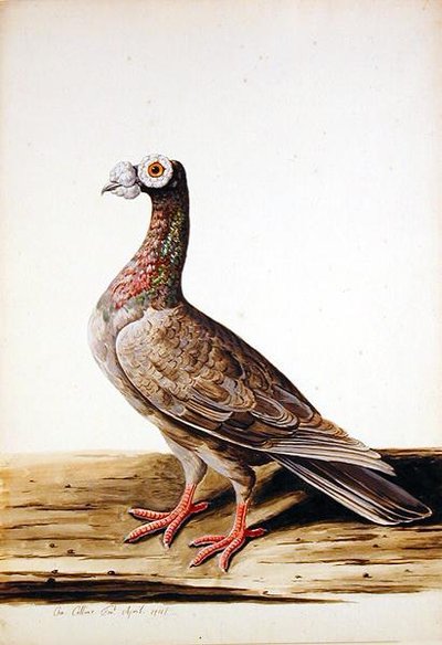 En skovhøne, høne af Charles Collins