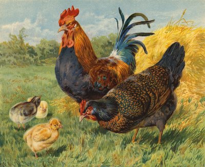 Kyllinger (chromolitho) af Charles Collins