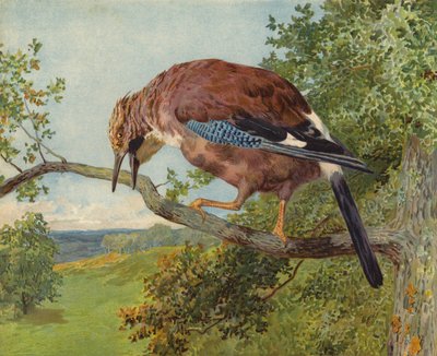 Eurasian Jay (chromolitho) af Charles Collins