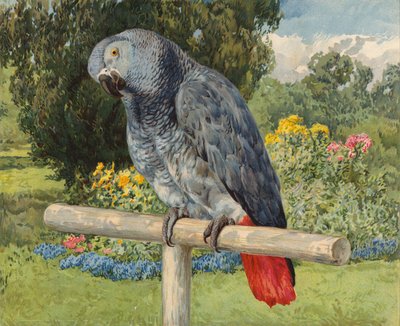 Grå papegøje (chromolitho) af Charles Collins