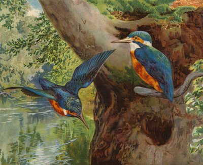 Isfugle (chromolitho) af Charles Collins