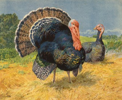 Kalkuner (chromolitho) af Charles Collins
