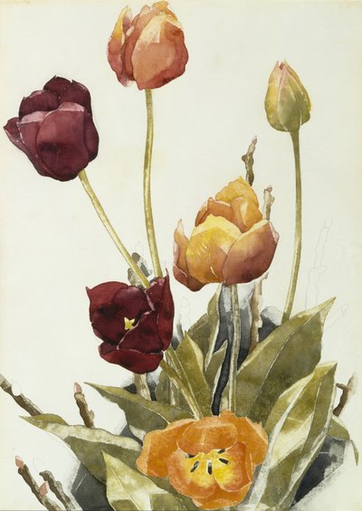 Tulipaner, 1933 (akvarel og grafit på papir) af Charles Demuth