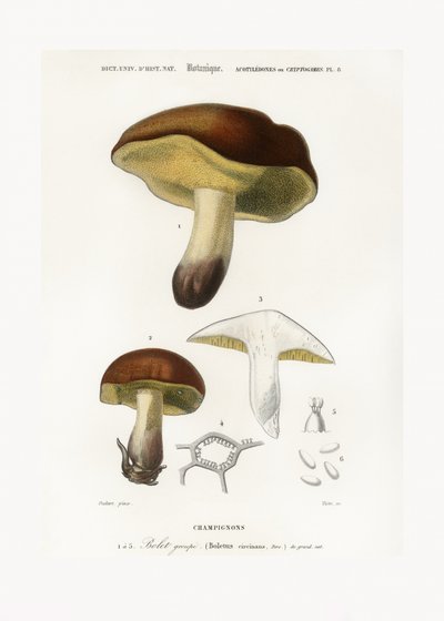 Svamp (Boletus circinans) af Charles Dessalines D