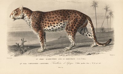 Leopard, fra 