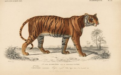 Royal Tiger, fra 