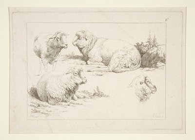 Studie af får af Charles Echard