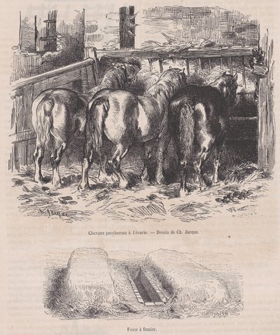 Percheron-heste i stalden, Gødningsgrav, fra Magasin Pittoresque, ca. 1852., ca. 1852. af Charles Emile Jacque