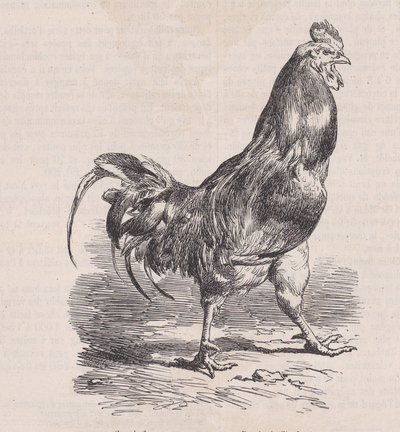 Gårdhane, almindelig race., fra Magasin Pittoresque, ca. 1852. af Charles Emile Jacque