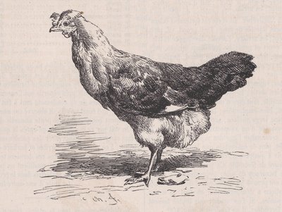 Almindelig fransk høne, fattigt lag., fra Magasin Pittoresque, ca. 1852. af Charles Emile Jacque
