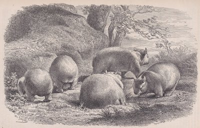 The Wombat, fra Le Magasin Pittoresque, ca. 1852. af Charles Emile Jacque