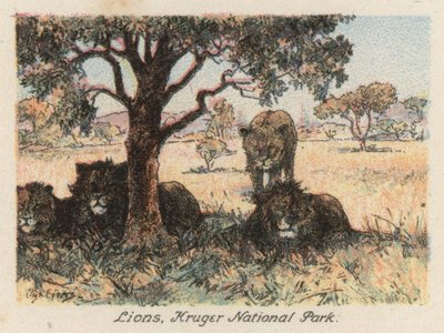 Sydafrika: Løver, Kruger National Park (farvelitografi) af Charles Ernest Peers