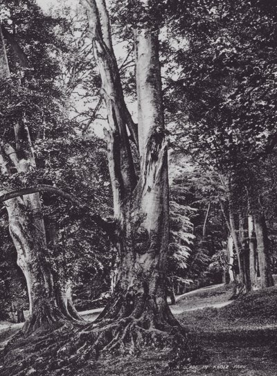 En lysning i Knole Park (s/h-foto) af Charles Essenhigh Corke