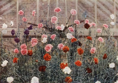 Evig blomstrende nelliker (farvefoto) af Charles Essenhigh Corke
