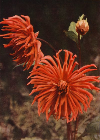 Cactus Dahlia "Brisbane" (farvefoto) af Charles Essenhigh Corke