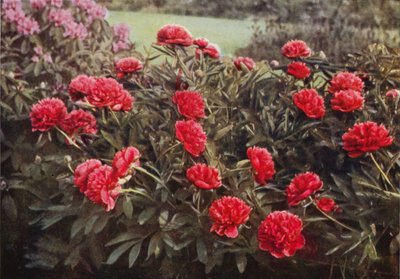The Old Double Crimson Paeony (farvefoto) af Charles Essenhigh Corke