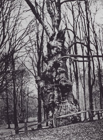 The Old Oak, Knole Park (s/h-billede) af Charles Essenhigh Corke