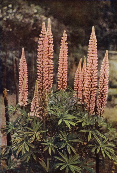 Den rosenfarvede lupin (farvefoto) af Charles Essenhigh Corke