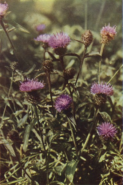 Vilde blomster: Sort Knapweed (farvefoto) af Charles Essenhigh Corke