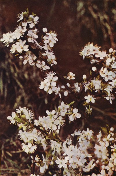 Vilde blomster: Sorttorn (farvefoto) af Charles Essenhigh Corke