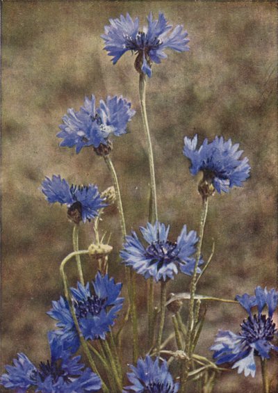 Vilde blomster: Kornblomst (farvefoto) af Charles Essenhigh Corke