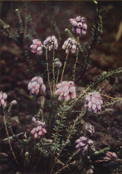 Vilde blomster: Cross-Leaved Heath (farvefoto) af Charles Essenhigh Corke