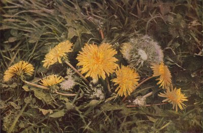 Vilde blomster: Mælkebøtte (farvefoto) af Charles Essenhigh Corke