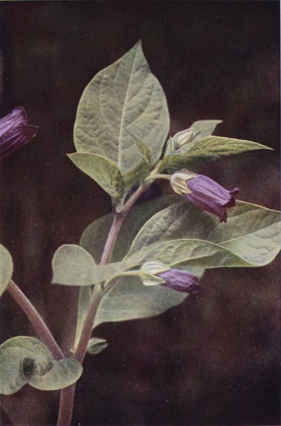 Vilde blomster: Deadly Nightshade (farvefoto) af Charles Essenhigh Corke