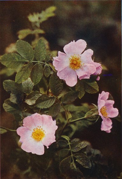Vilde blomster: Hunderose (farvefoto) af Charles Essenhigh Corke