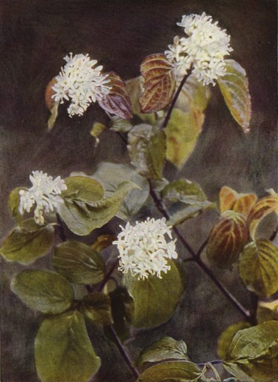 Vilde blomster: Kornel (farvefoto) af Charles Essenhigh Corke