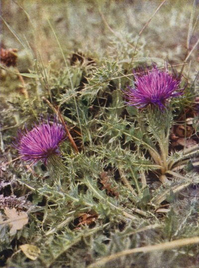 Vilde blomster: Dværgetidsel (farvefoto) af Charles Essenhigh Corke