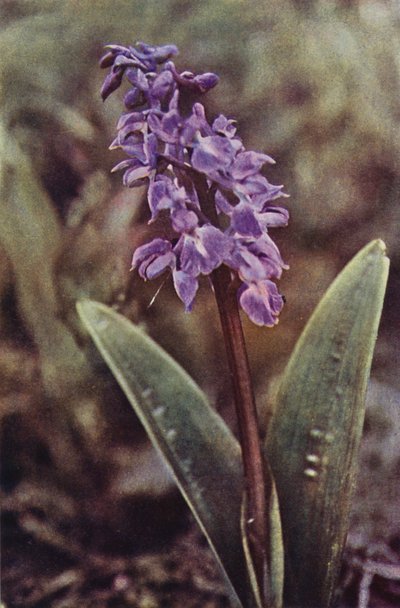 Vilde blomster: Tidlig lilla orkidé (farvefoto) af Charles Essenhigh Corke
