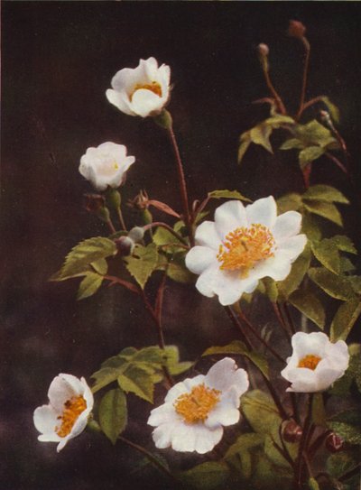 Vilde blomster: Field Rose (farvefoto) af Charles Essenhigh Corke